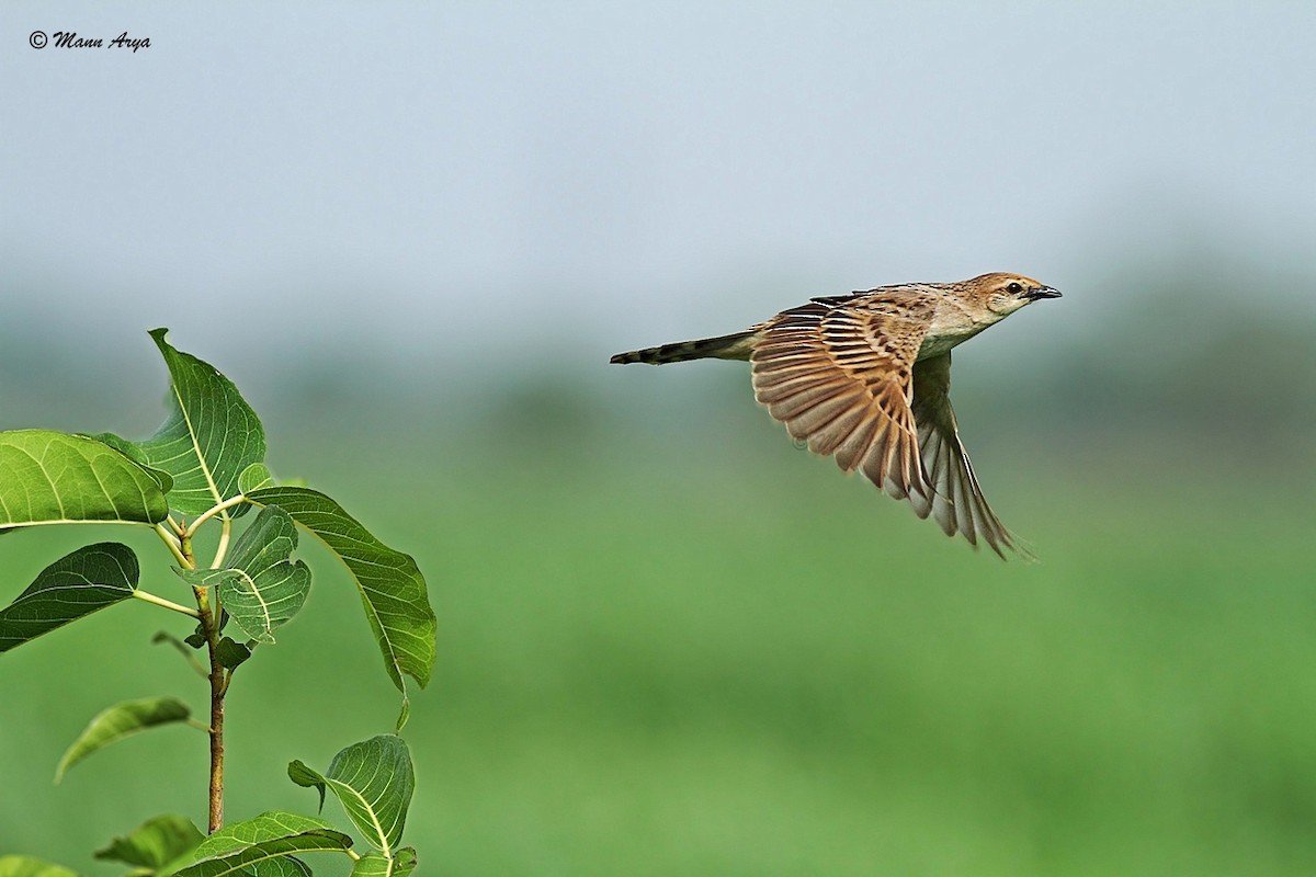 Bristled Grassbird - Manish Arya