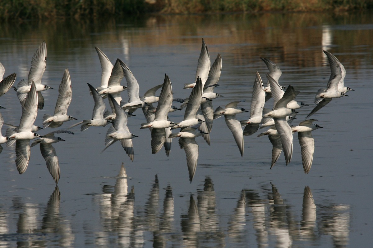White-winged Tern - Christoph Moning