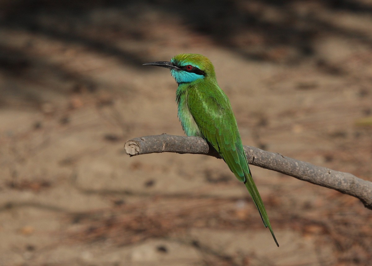 Arabian Green Bee-eater - Christoph Moning