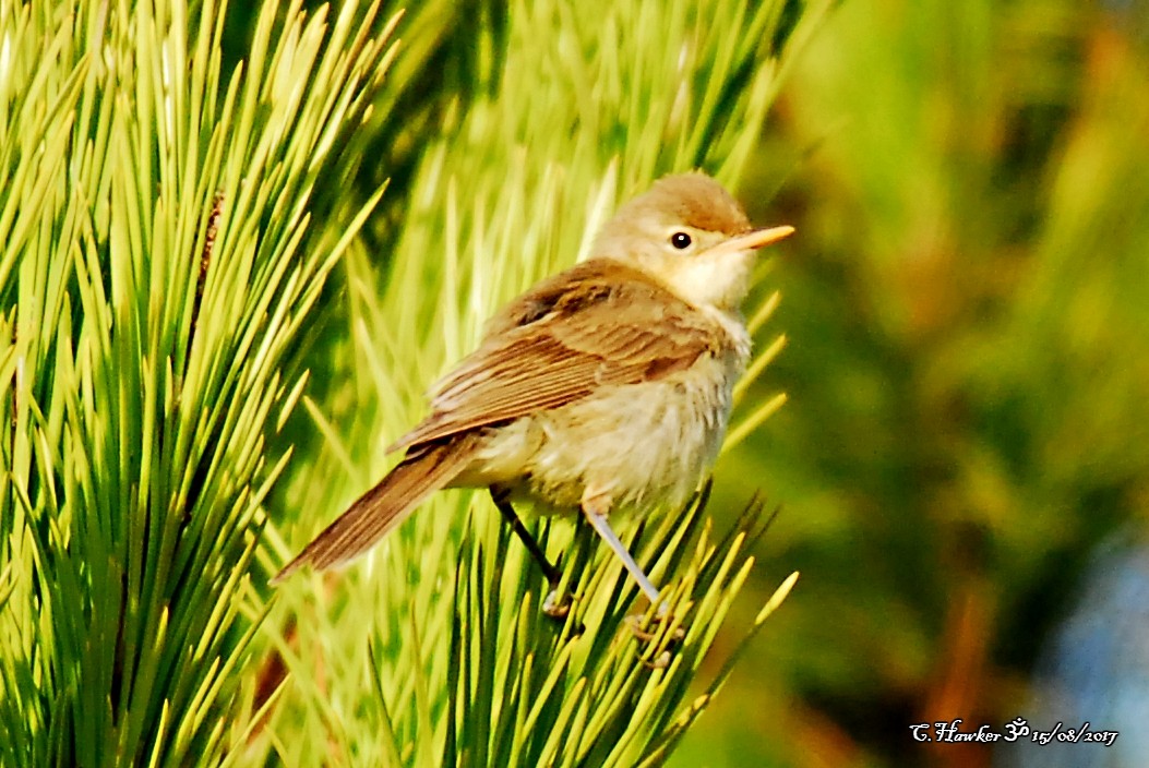 Common Reed Warbler - ML66264781