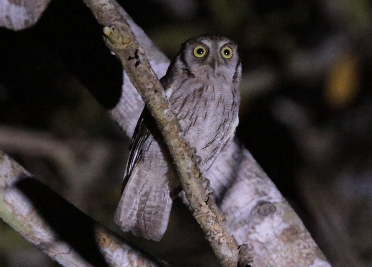 Tropical Screech-Owl - Anonymous