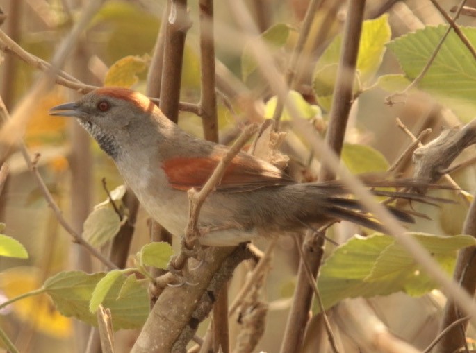 Cinereous-breasted Spinetail - ML66265291