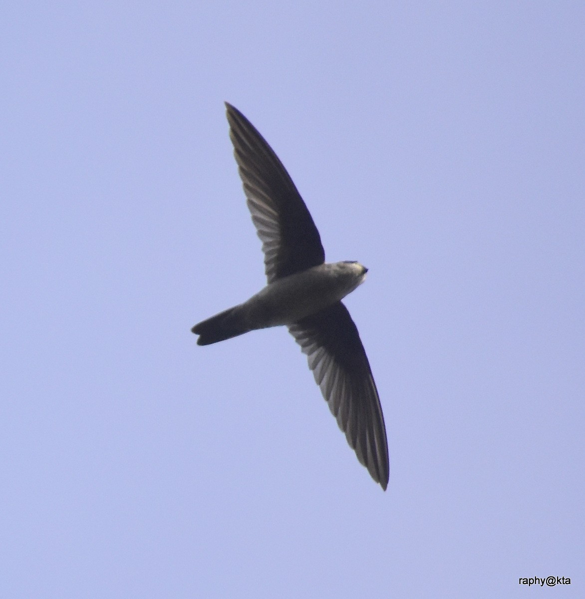 Indian Swiftlet - ML66265391
