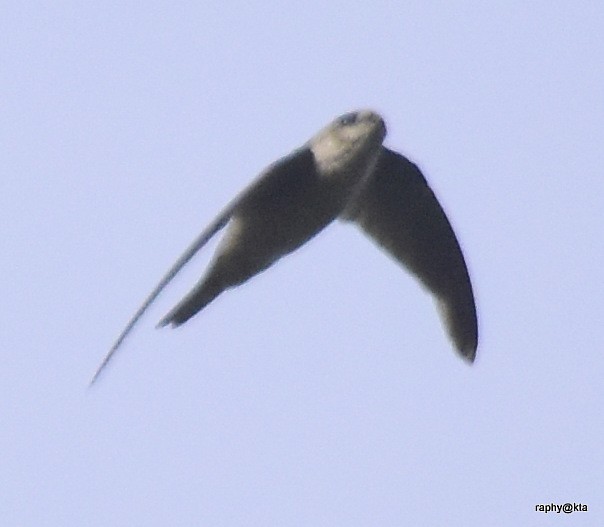 Indian Swiftlet - ML66265421