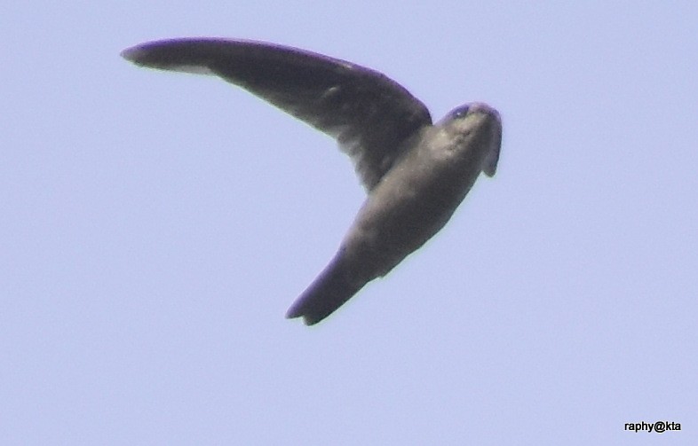 Indian Swiftlet - ML66265431