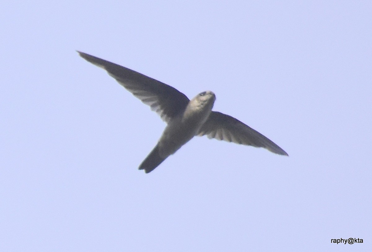 Indian Swiftlet - ML66265441