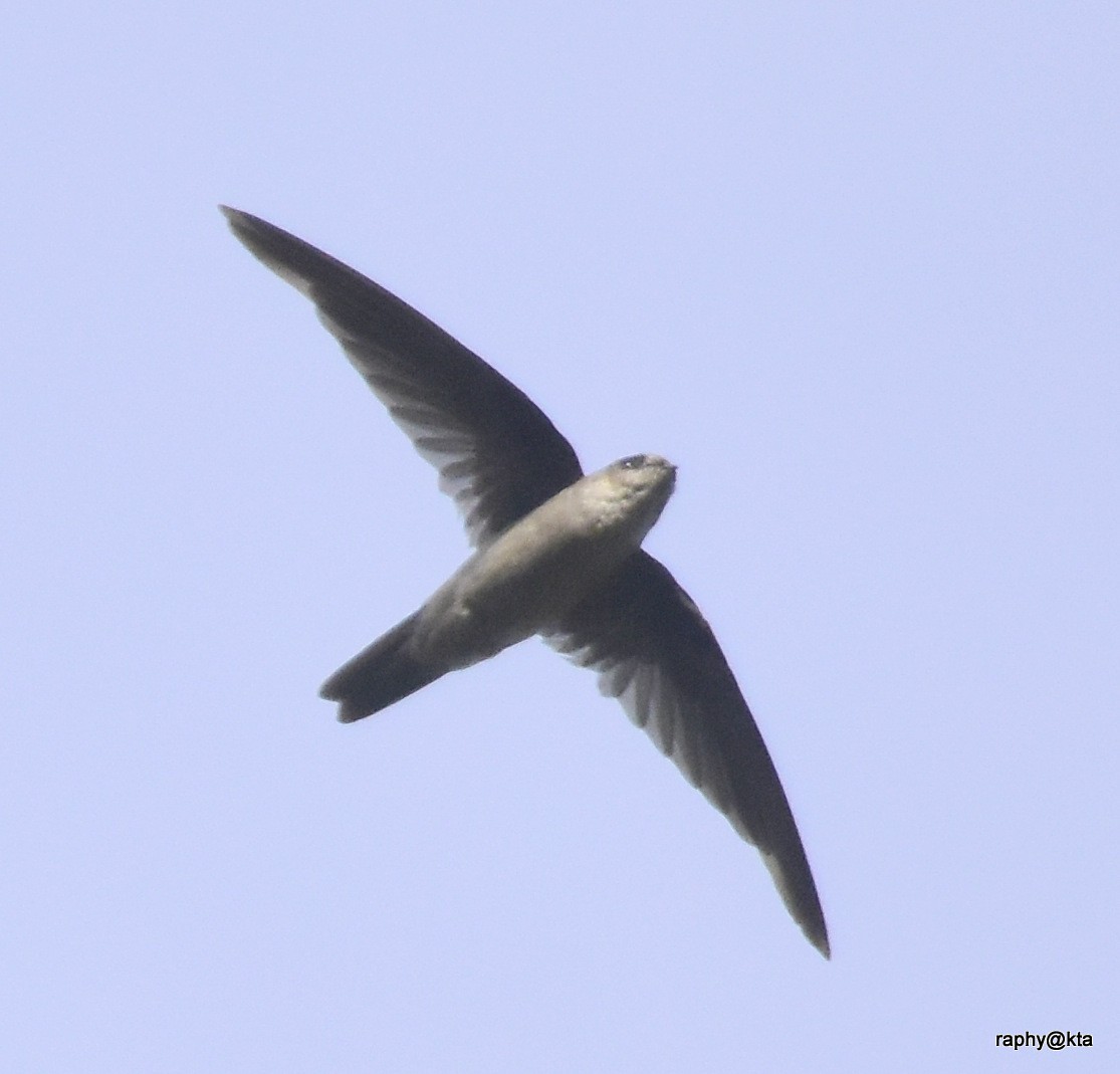 Indian Swiftlet - ML66265451