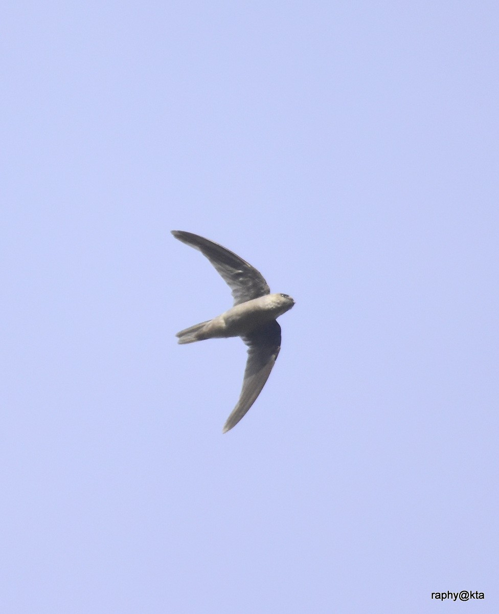 Indian Swiftlet - ML66265461
