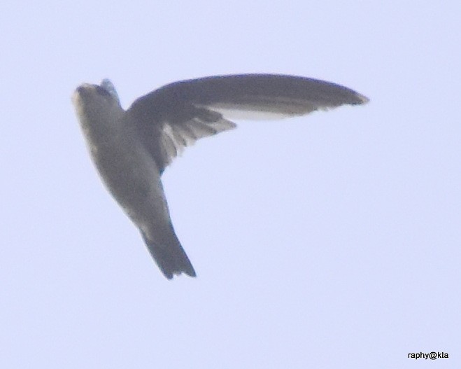 Indian Swiftlet - ML66265471