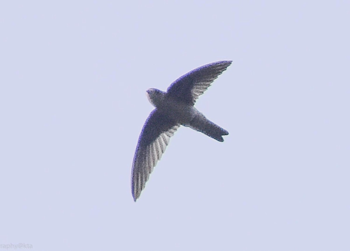 Indian Swiftlet - ML66265511