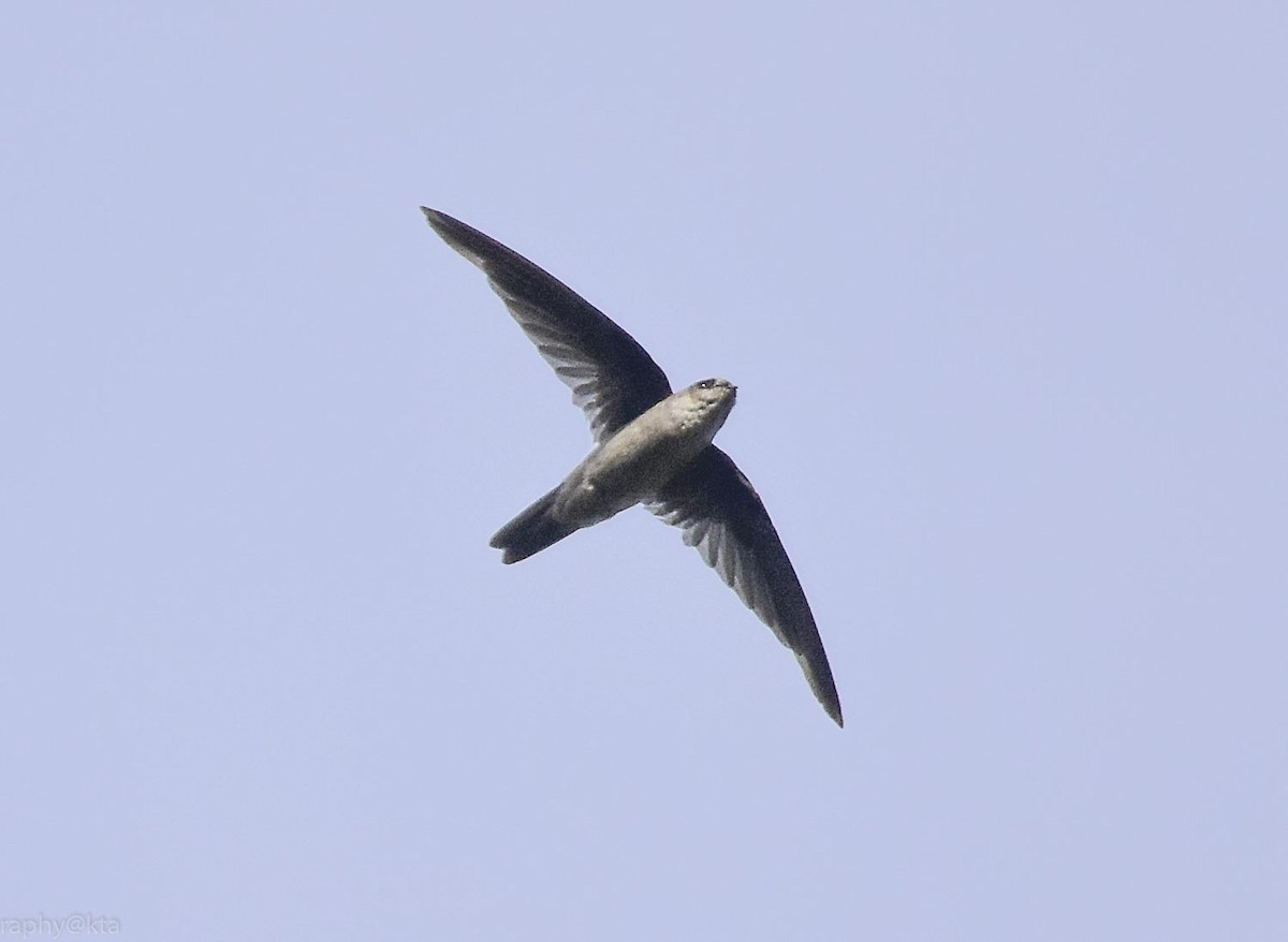 Indian Swiftlet - ML66265531
