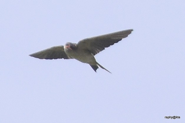 swiftlet sp. - Anonymous