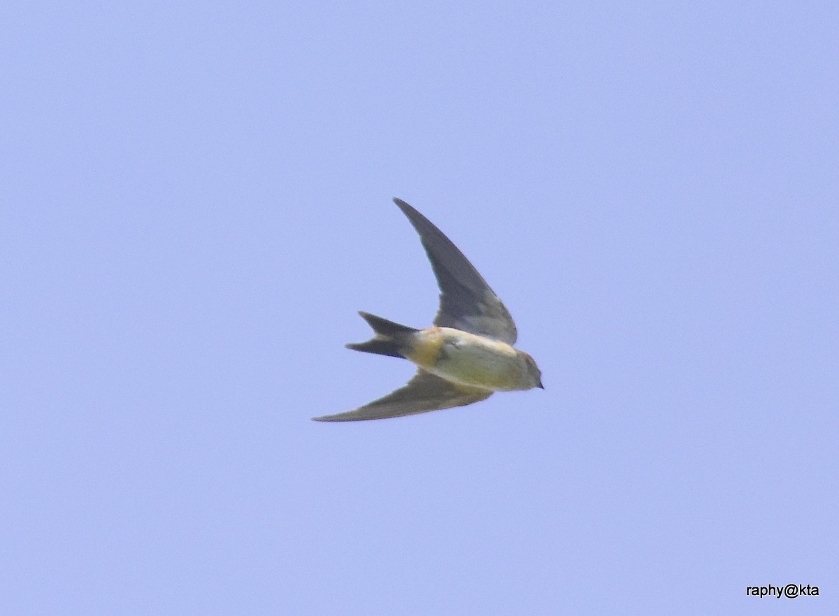 swiftlet sp. - Anonymous