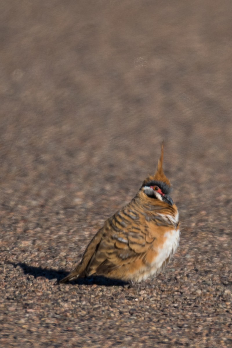 Spinifex Pigeon - ML66265831