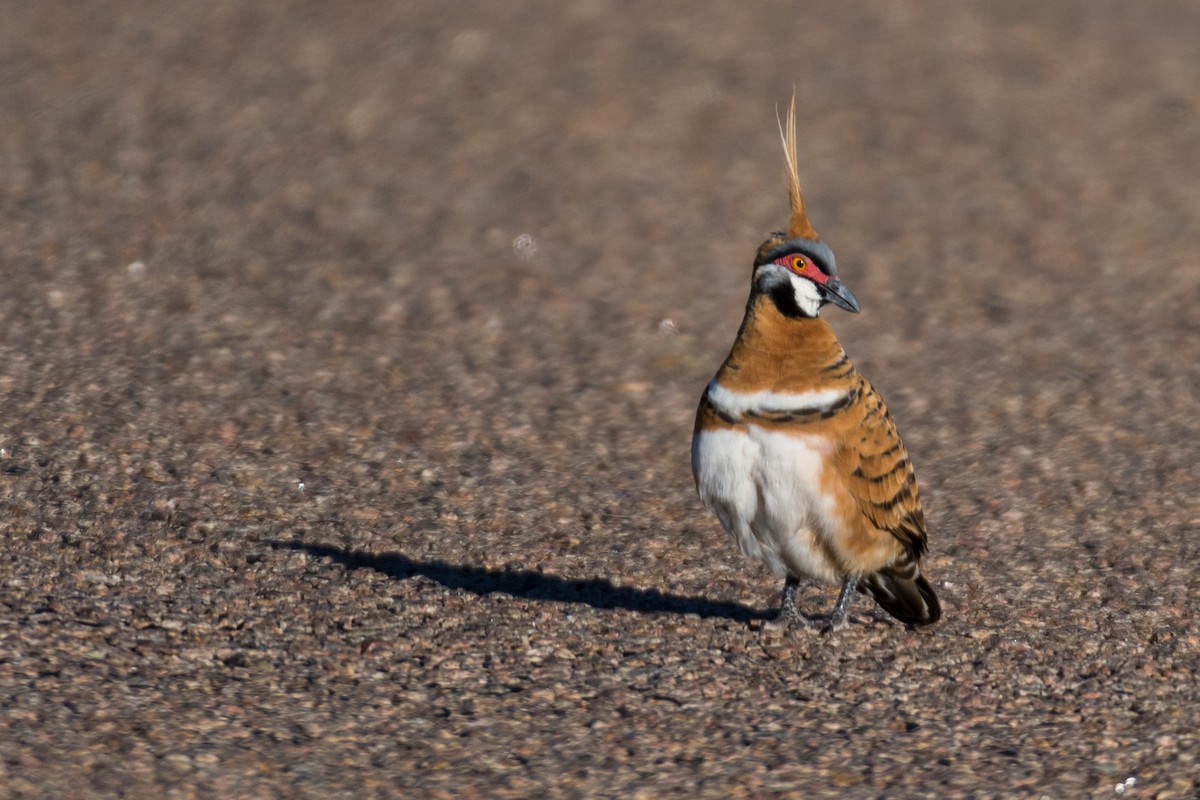 Spinifex Pigeon - ML66265851