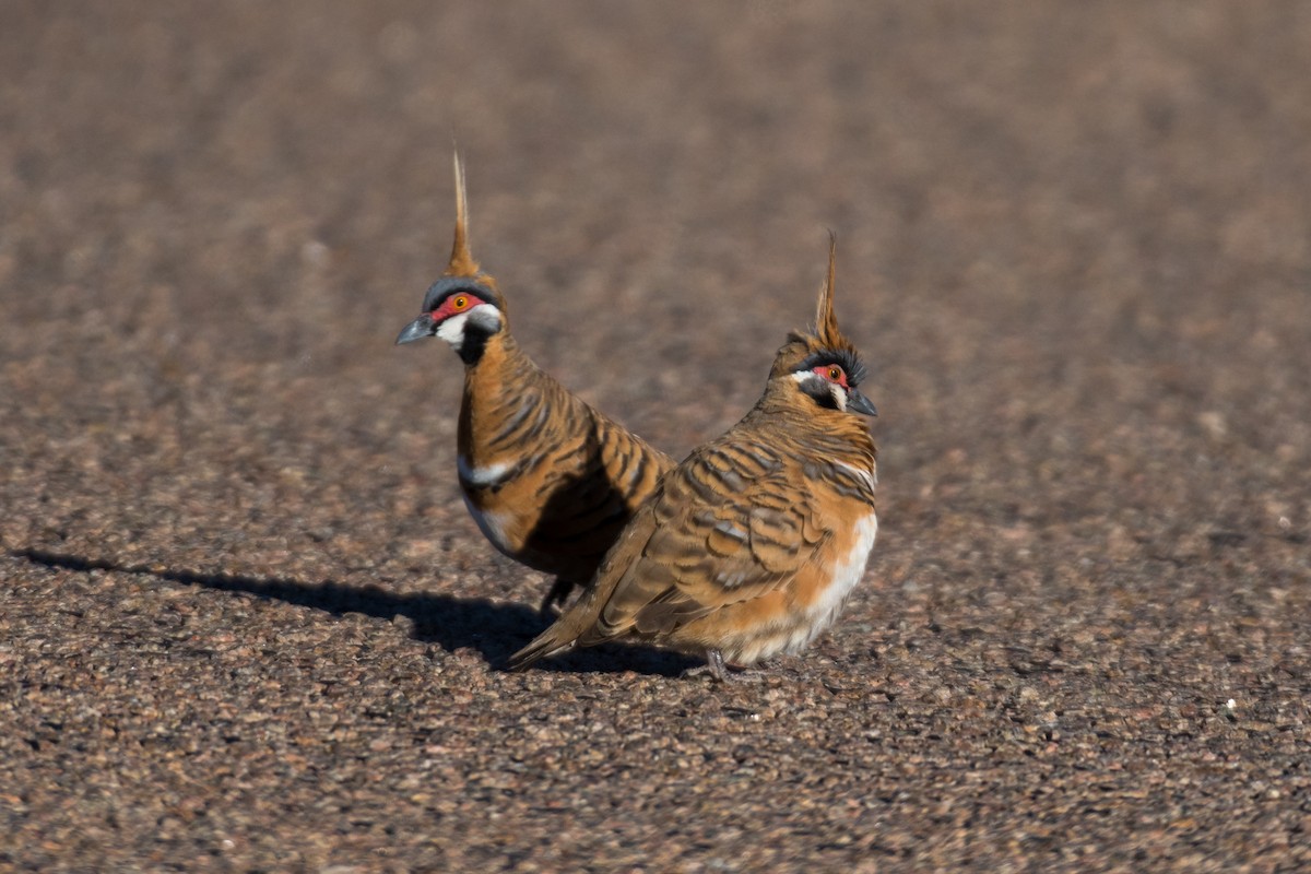 Spinifex Pigeon - ML66265871