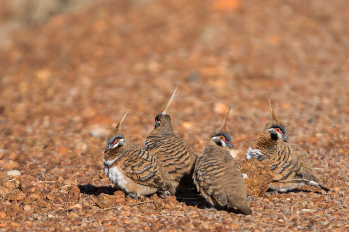 Spinifex Pigeon - ML66265881