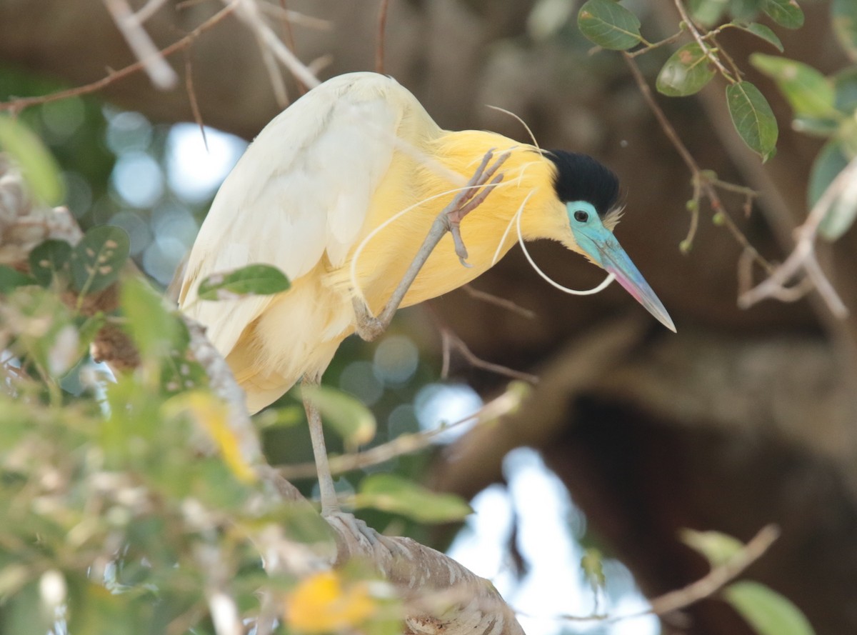 Capped Heron - Anonymous