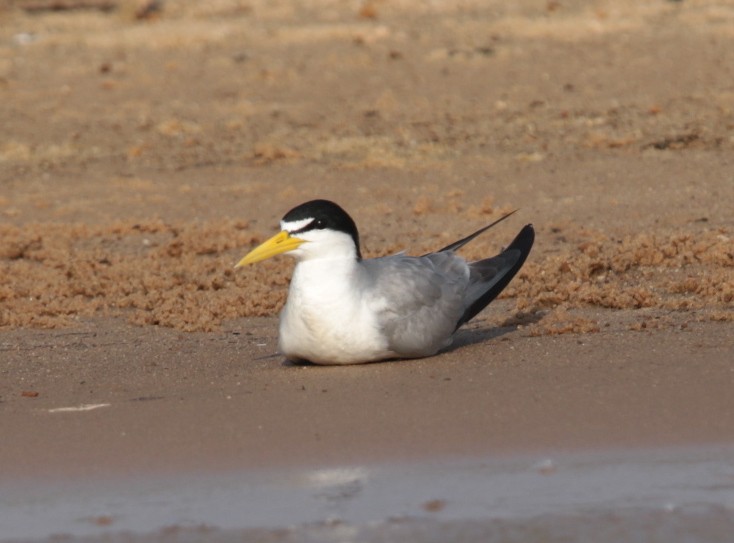 Yellow-billed Tern - Anonymous