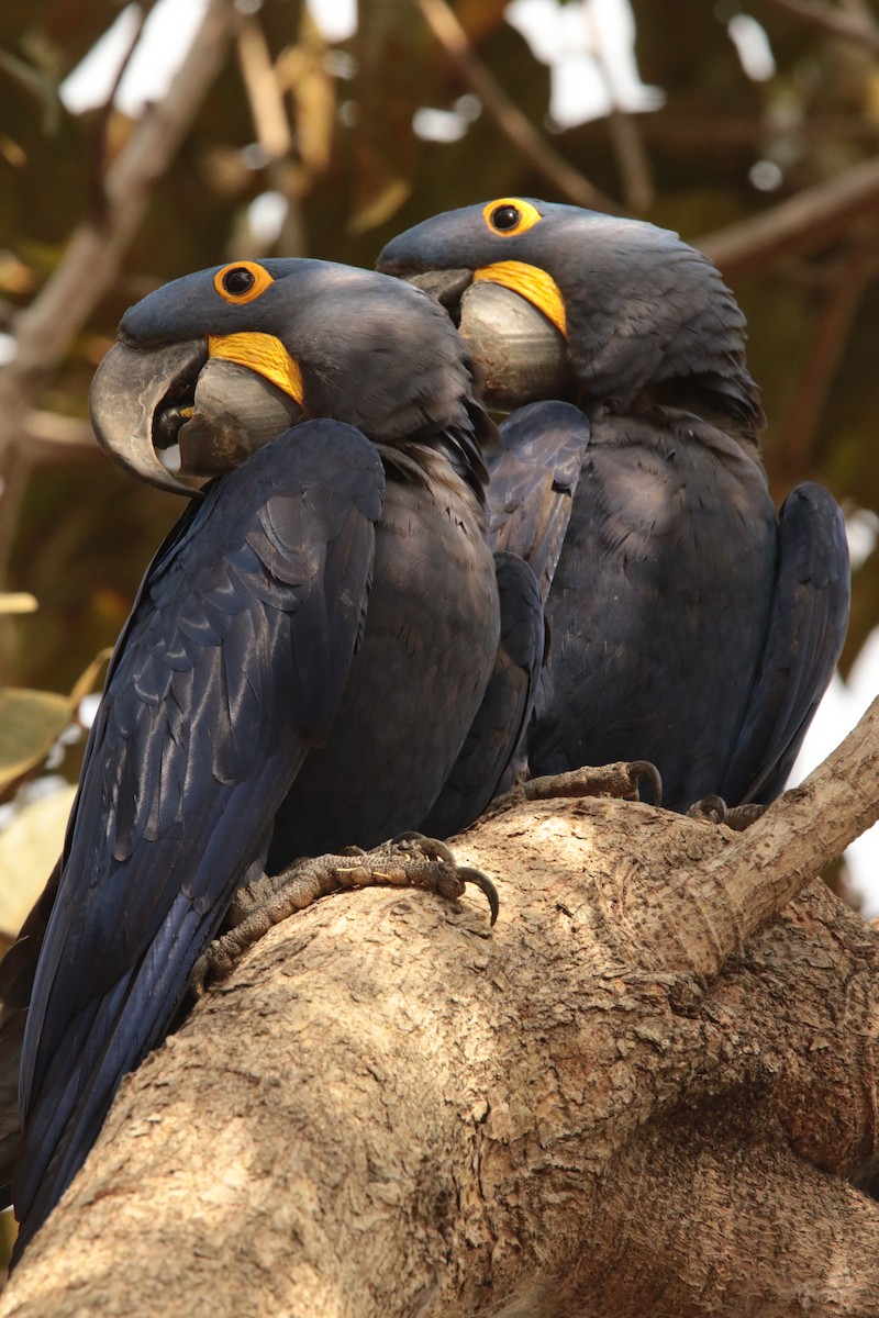 Hyacinth Macaw - Anonymous