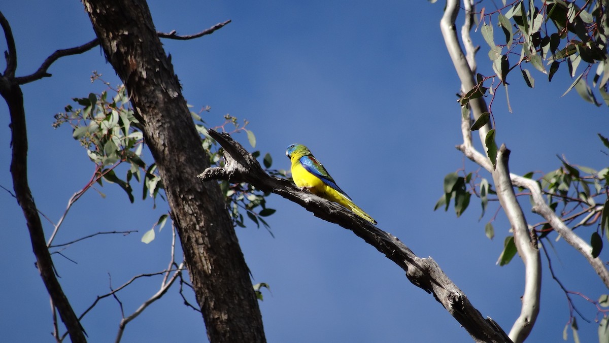 Turquoise Parrot - ML66266791