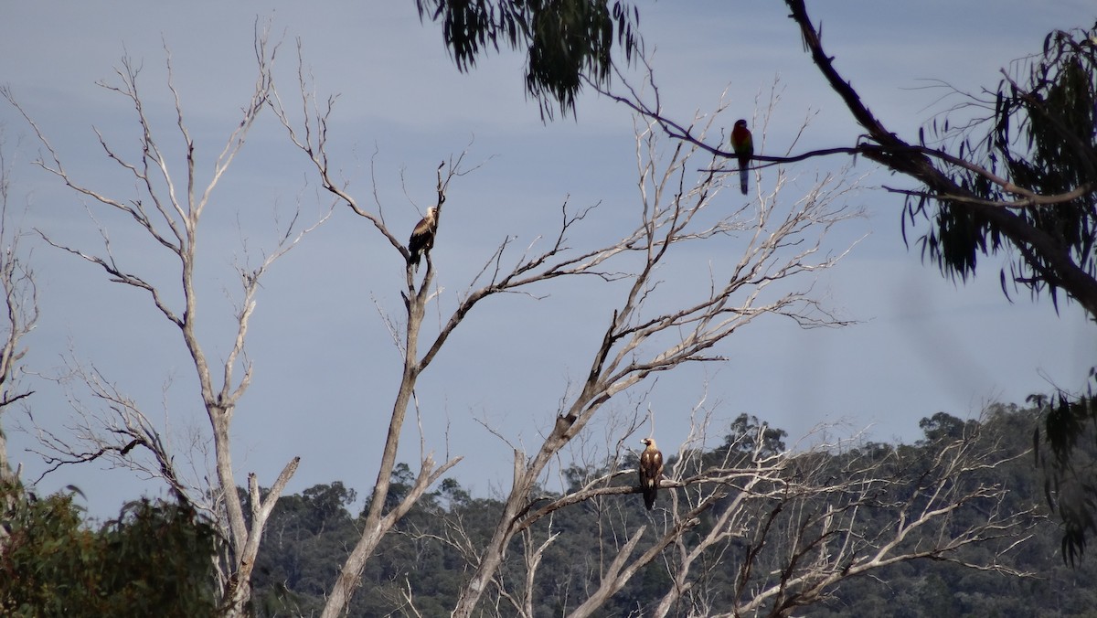Wedge-tailed Eagle - Jesse Golden