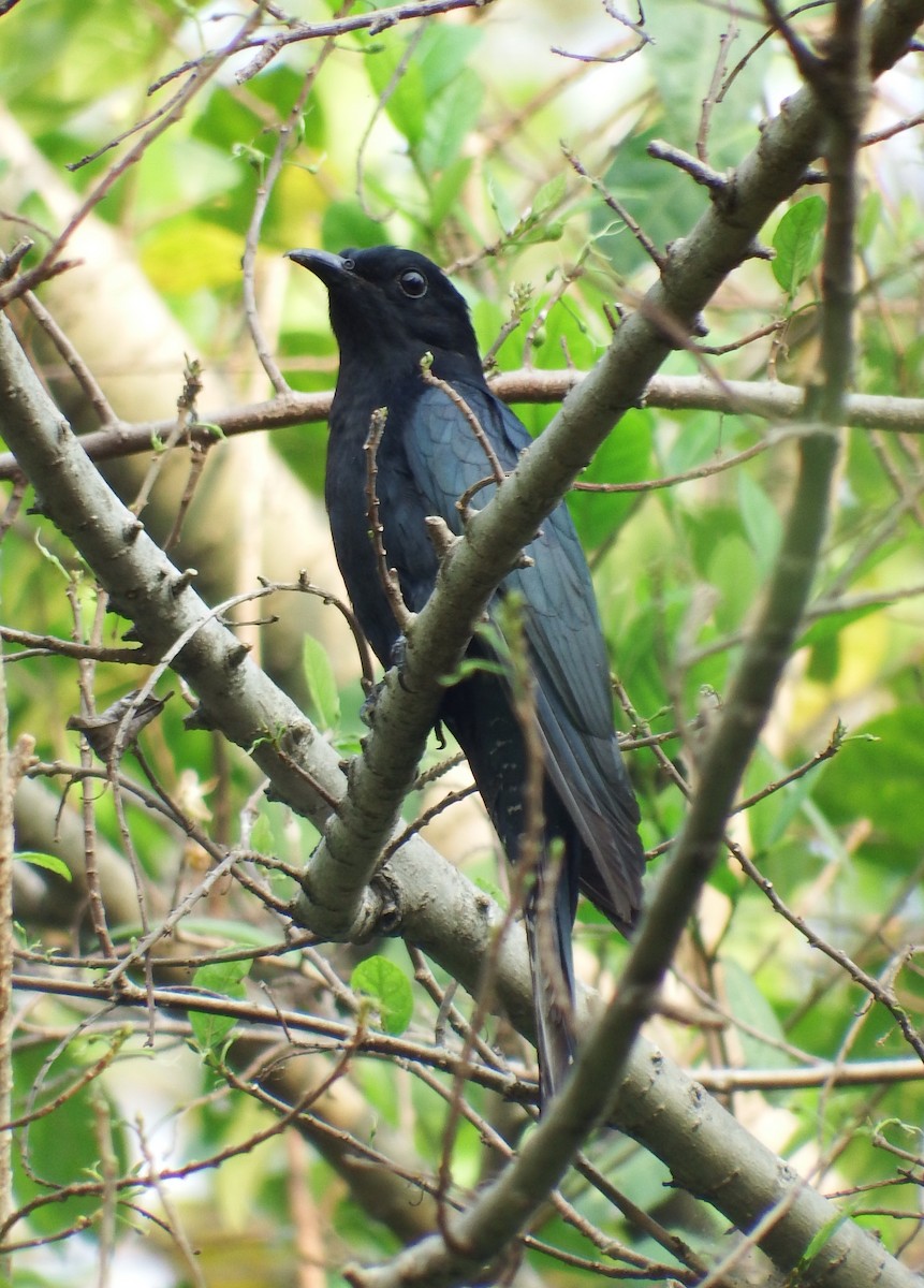 Square-tailed Drongo-Cuckoo - Ben Weil