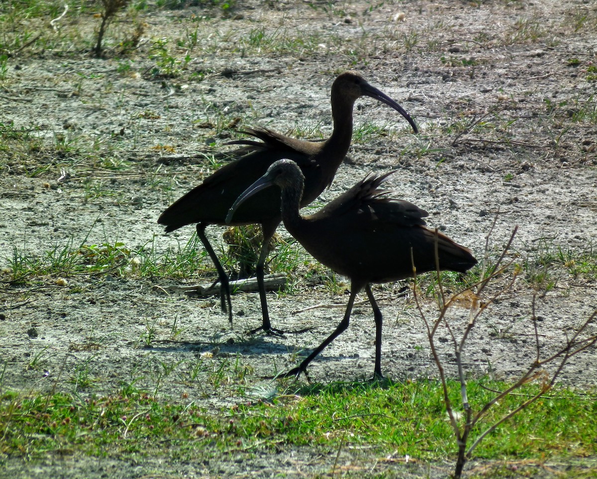 ibis hnědý - ML66267741