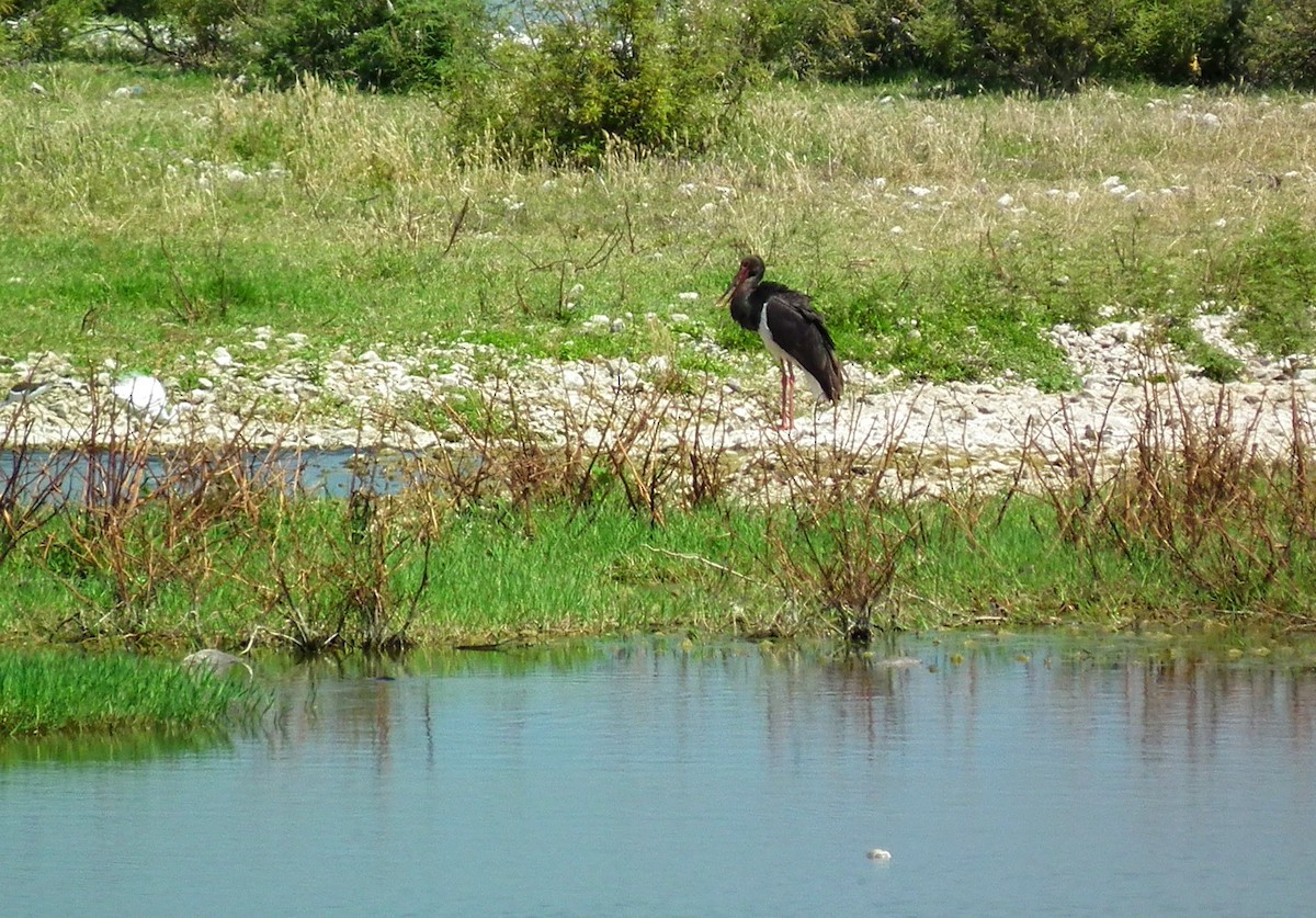 Black Stork - Dragan Simic