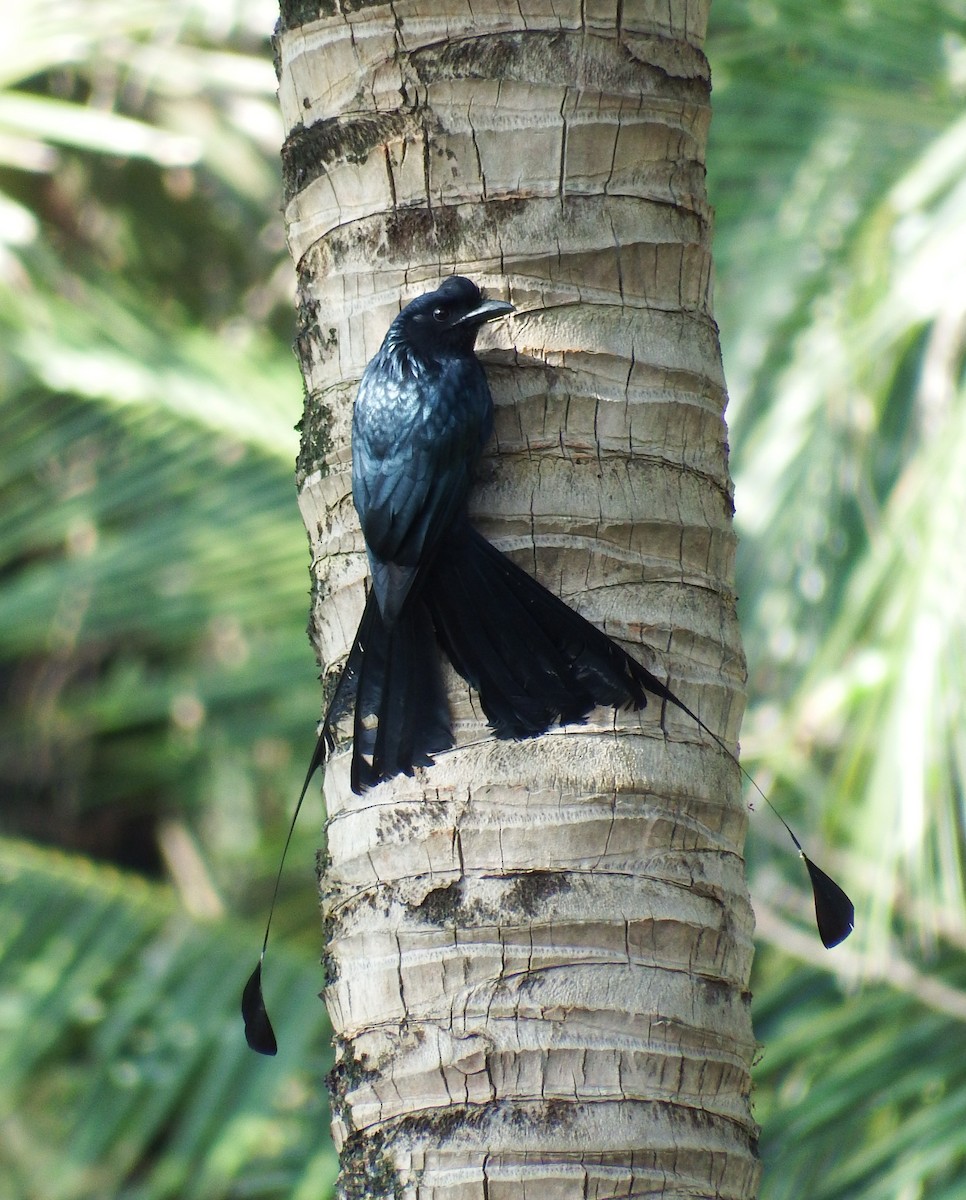 Greater Racket-tailed Drongo - Ben Weil