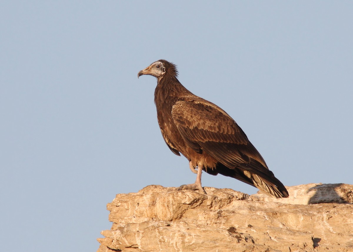 Egyptian Vulture - ML66268401