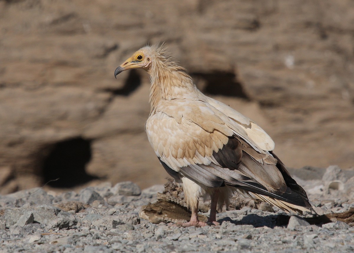 Egyptian Vulture - ML66268431