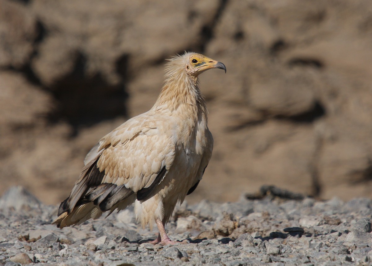 Egyptian Vulture - ML66268441