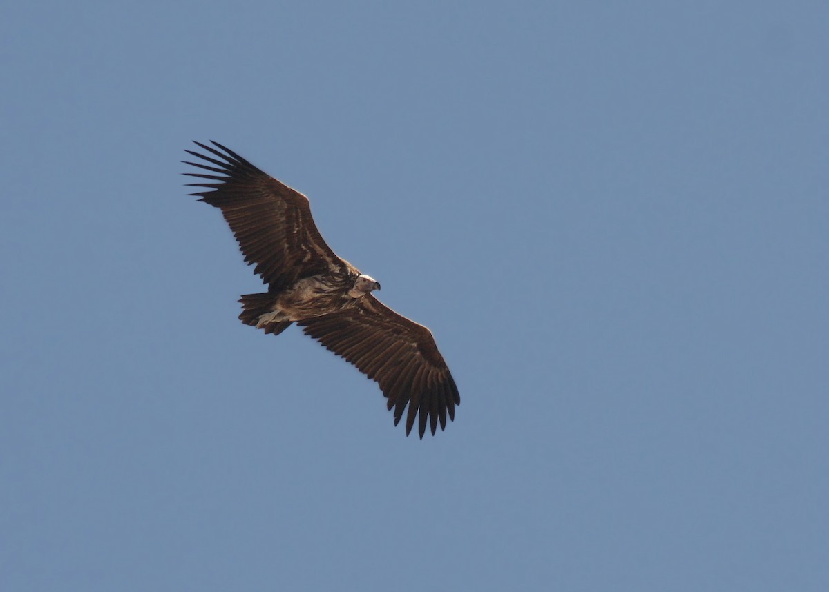 Lappet-faced Vulture - ML66268511