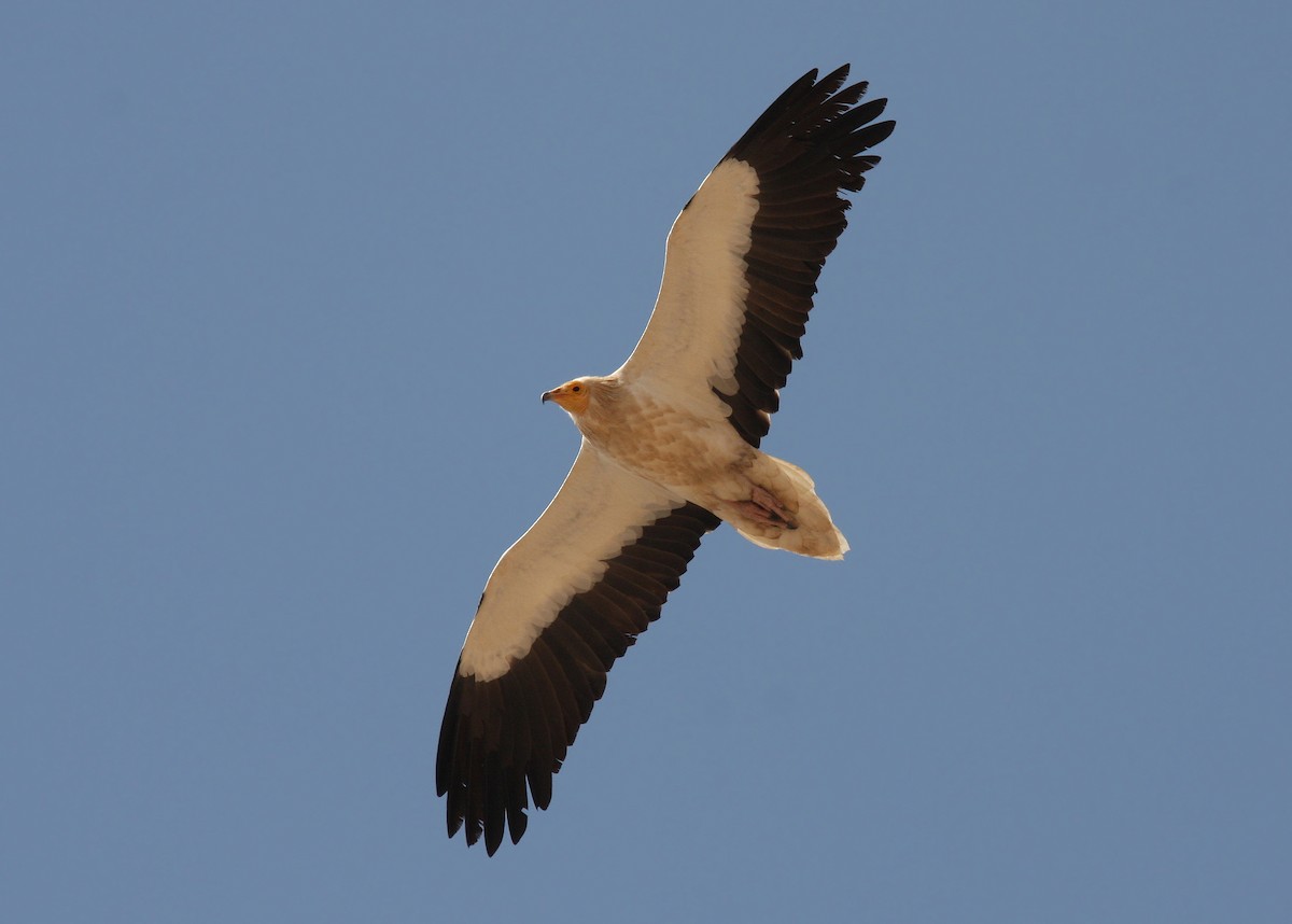 Egyptian Vulture - ML66268551
