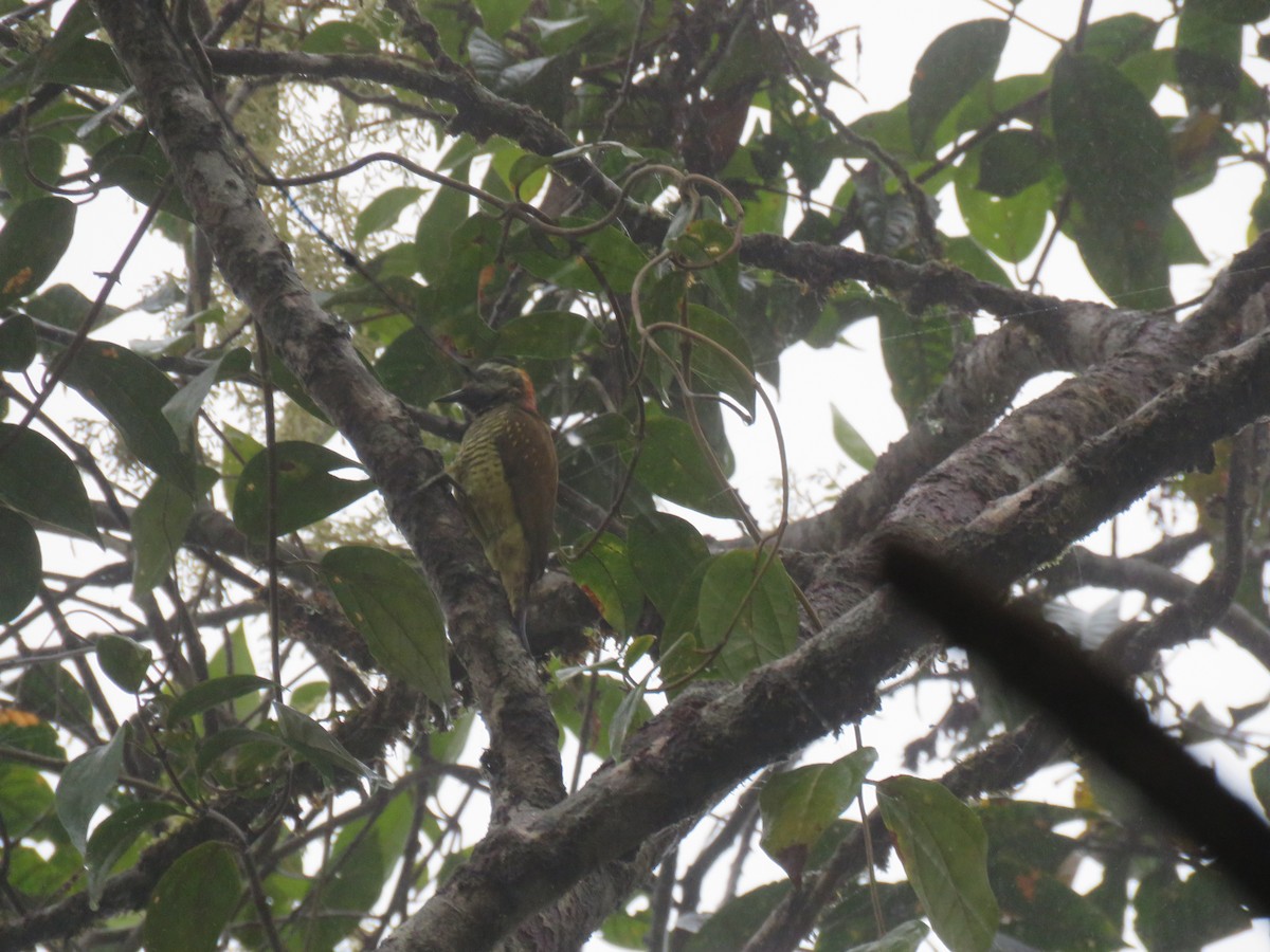Yellow-vented Woodpecker - ML66270311