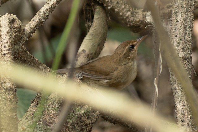Pale-footed Bush Warbler — photographed by Sayantan Ghosh