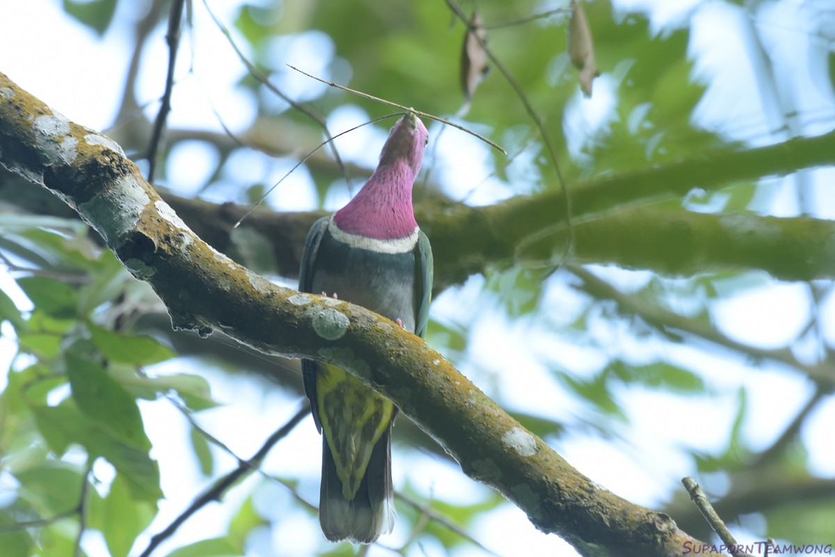 Pink-headed Fruit-Dove - Supaporn Teamwong