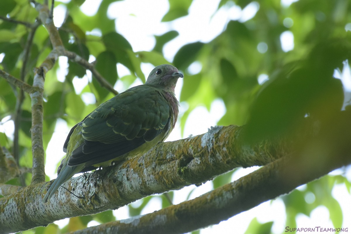 Pink-headed Fruit-Dove - Supaporn Teamwong