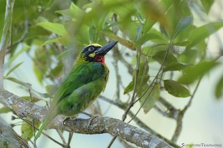  - Black-banded Barbet