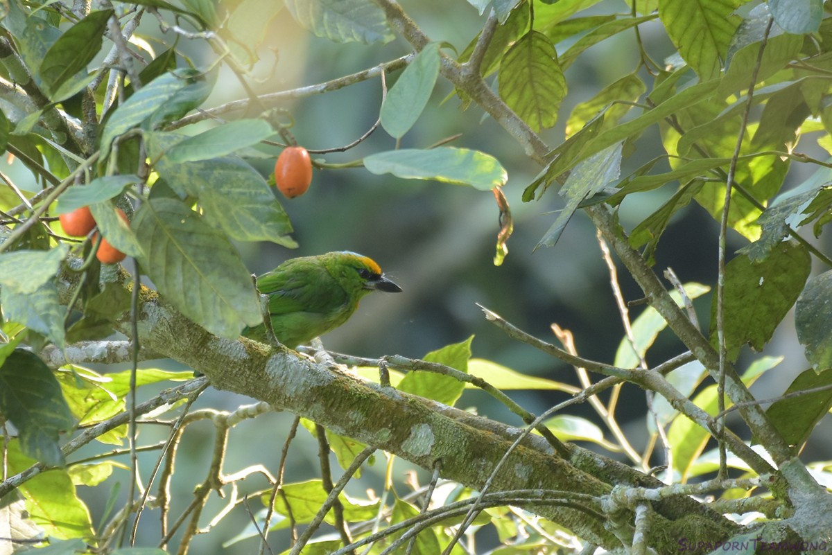 Flame-fronted Barbet - Supaporn Teamwong