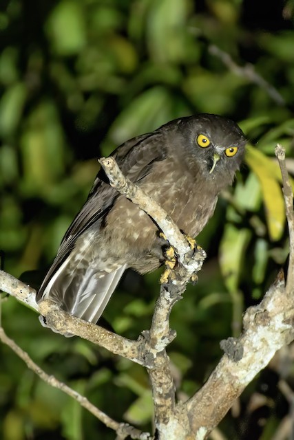 Hume's Hawk-Owl (Hume's Boobook) — photographed by Sayantan Ghosh