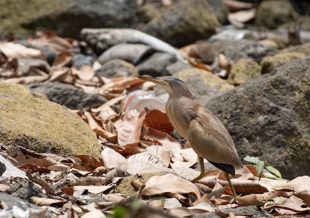 Yellow Bittern — photographed by Sayantan Ghosh