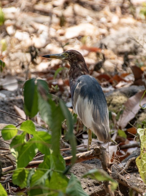 Chinese Pond-Heron — photographed by Sayantan Ghosh