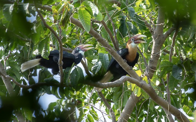 Narcondam Hornbill — photographed by Sayantan Ghosh