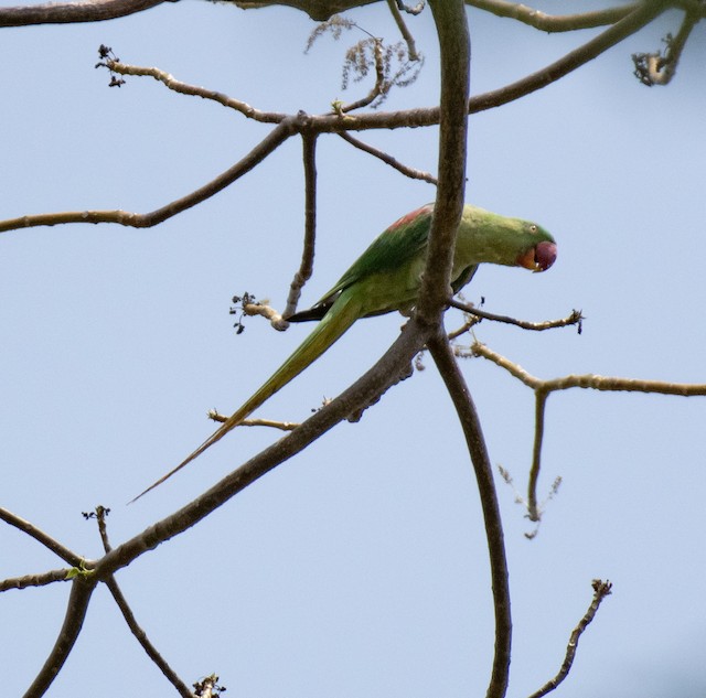 Alexandrine Parakeet — photographed by Sayantan Ghosh