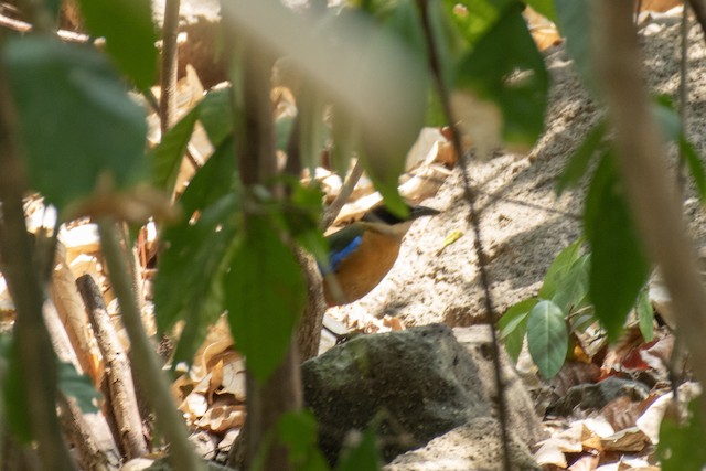 Blue-winged Pitta — photographed by Sayantan Ghosh