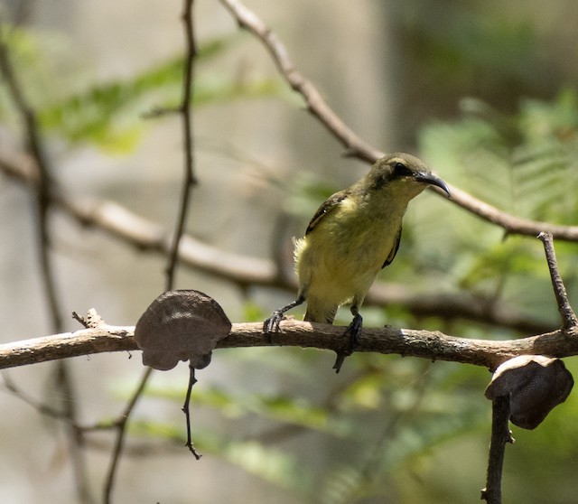 Ornate Sunbird (Olive-backed Sunbird) — photographed by Sayantan Ghosh