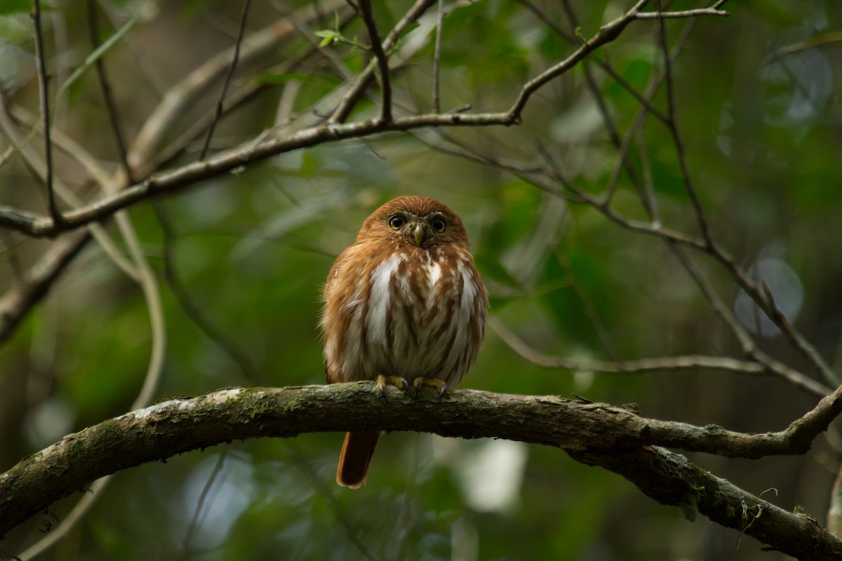 Ferruginous Pygmy-Owl - Daniel Fernandes Perrella