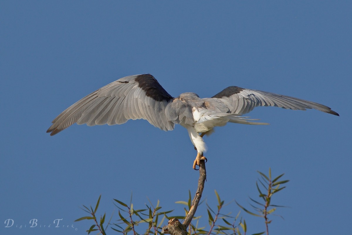 White-tailed Kite - ML66274591